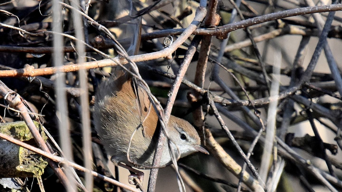 Usignolo di fiune  (Cettia cetti)