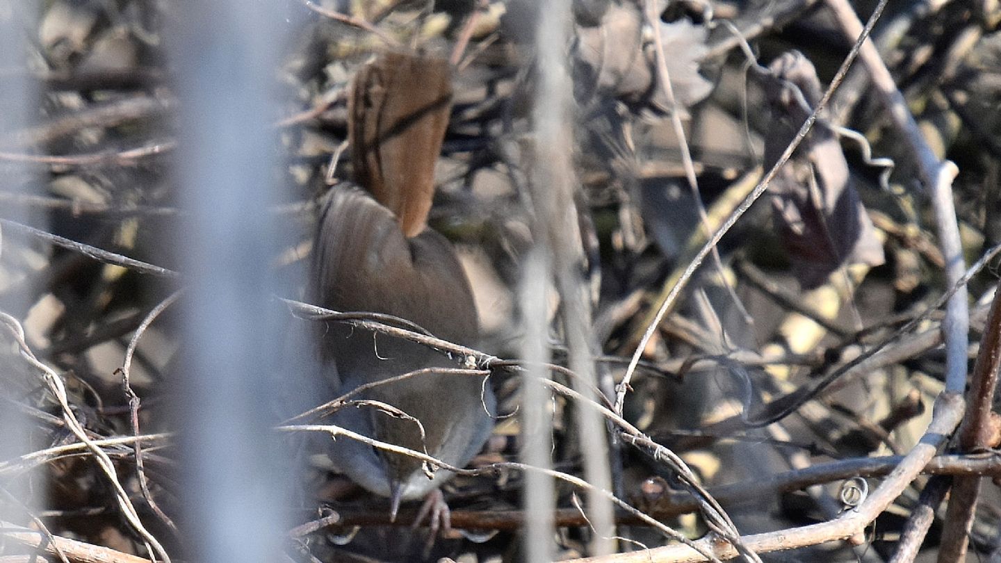 Usignolo di fiune  (Cettia cetti)