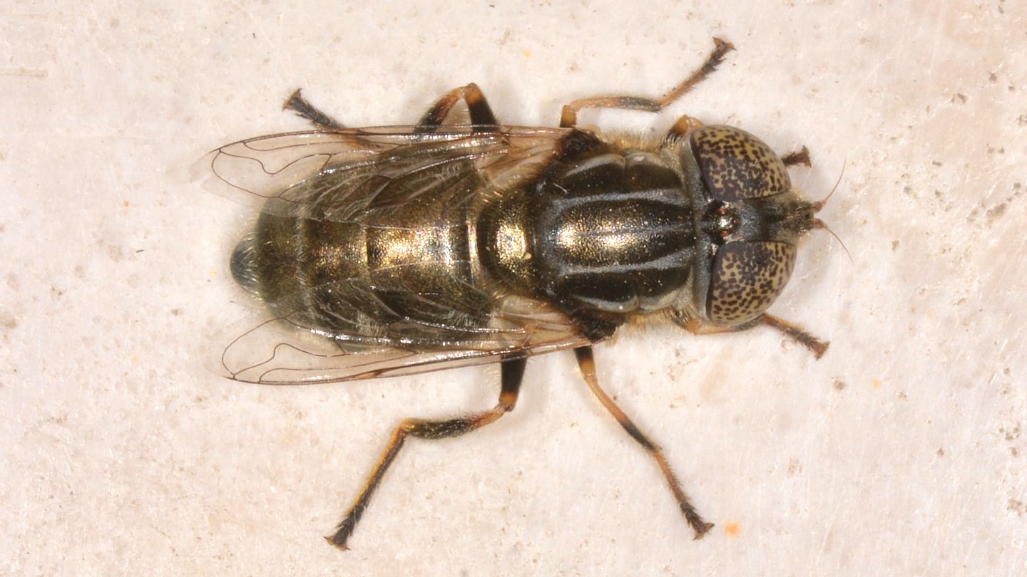 Quale Eristalinus ? E. cf. aeneus femmina