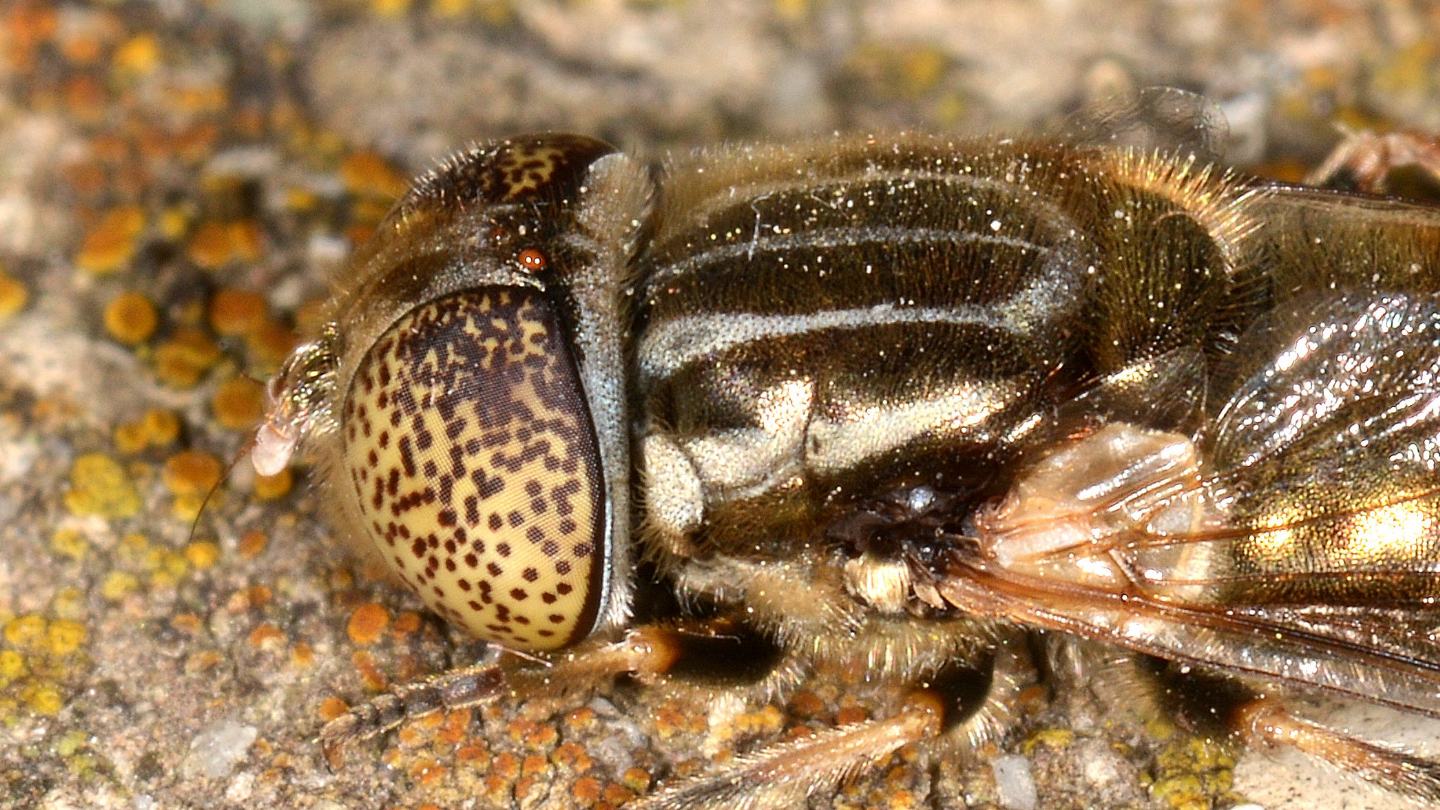 Quale Eristalinus ? E. cf. aeneus femmina