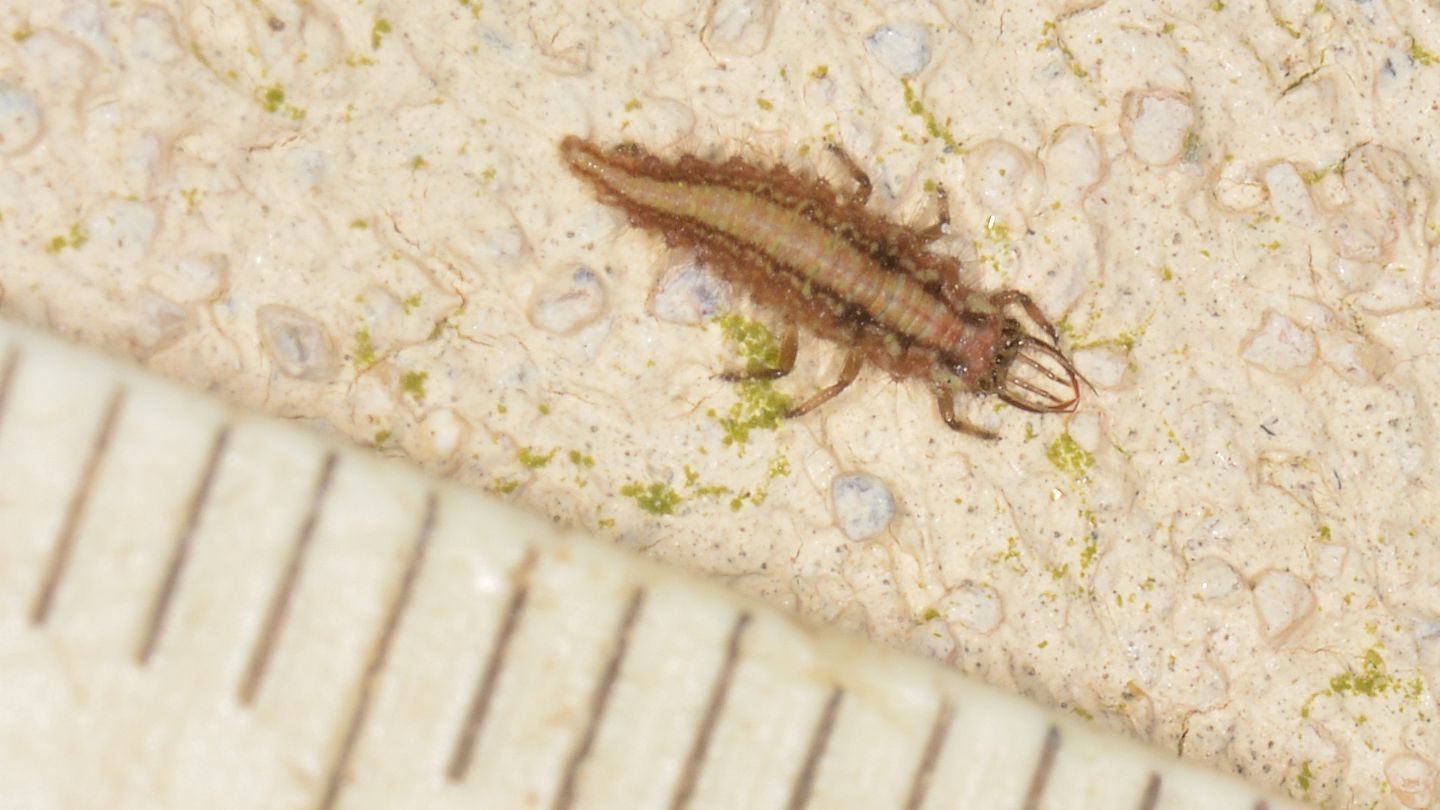 larva di Nineta pallida (Chrysopidae)