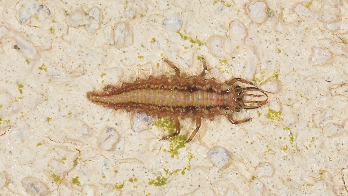 larva di Nineta pallida (Chrysopidae)