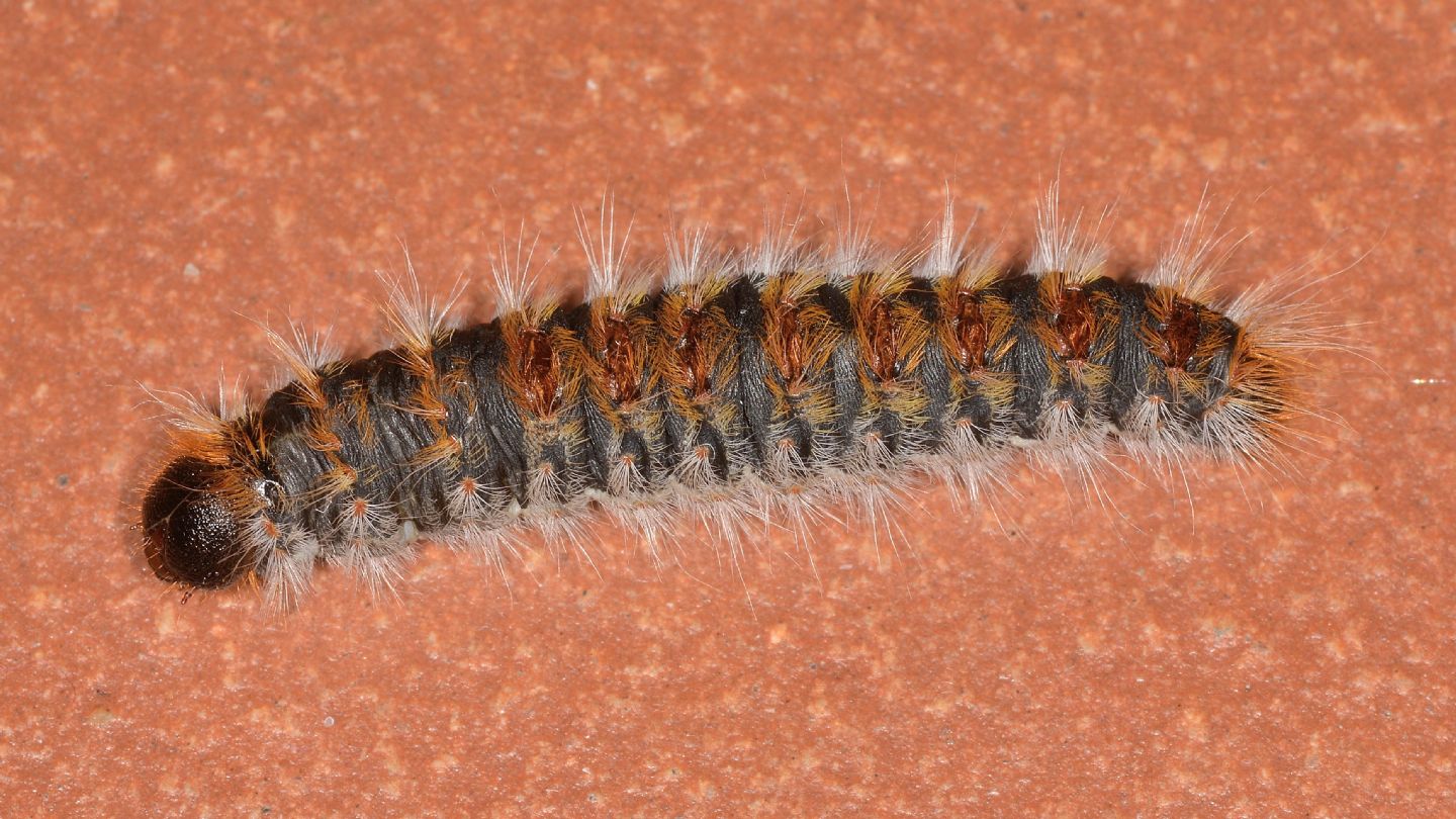 larva di...Thaumetopoea pityocampa (Notodontidae) / Processionaria del pino