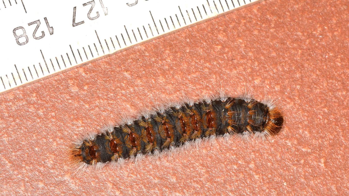 larva di...Thaumetopoea pityocampa (Notodontidae) / Processionaria del pino