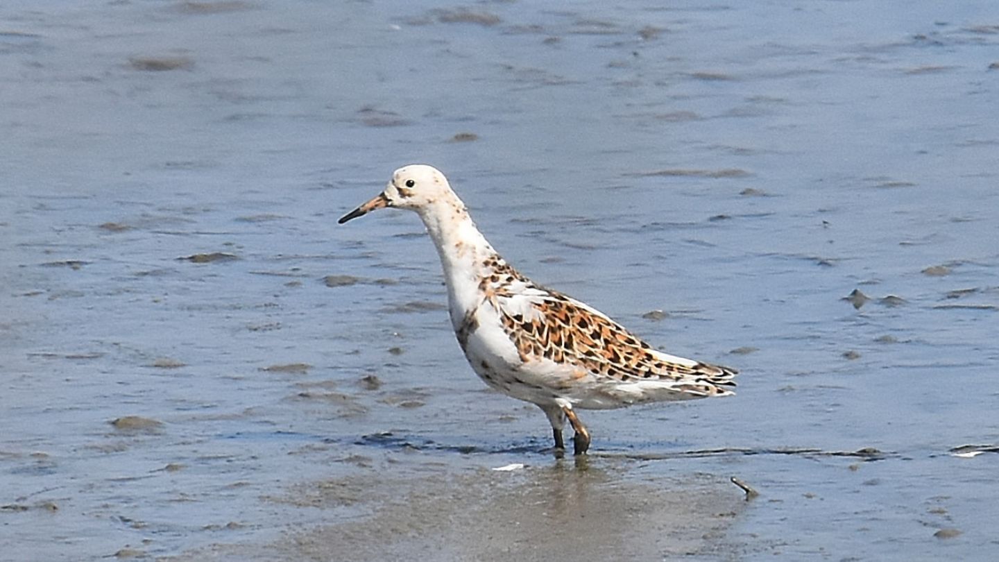 Combattenti (Philomachus pugnax)