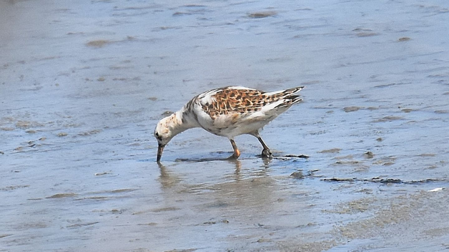 Combattenti (Philomachus pugnax)