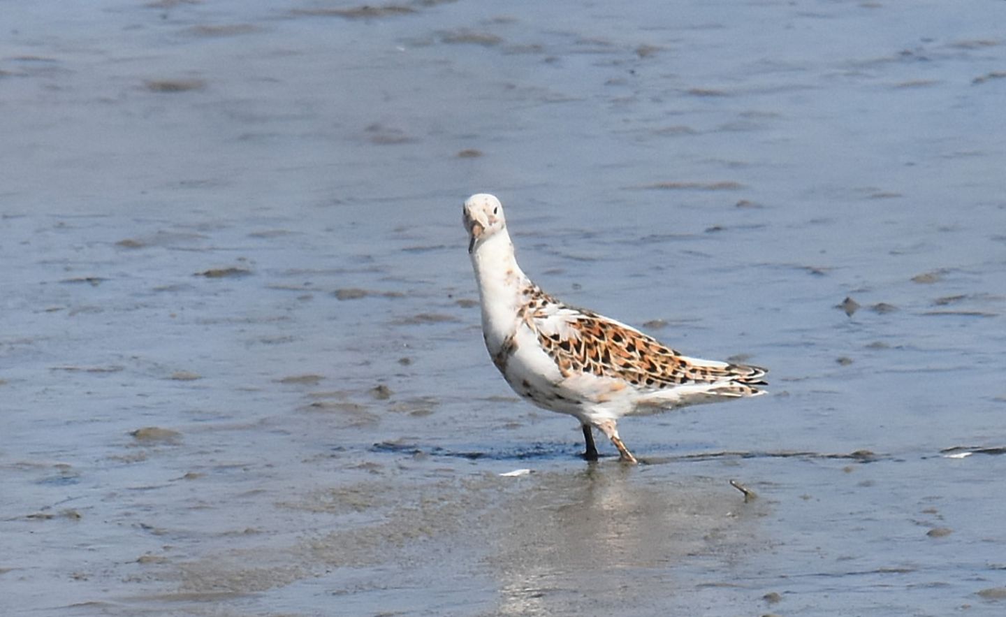 Combattenti (Philomachus pugnax)