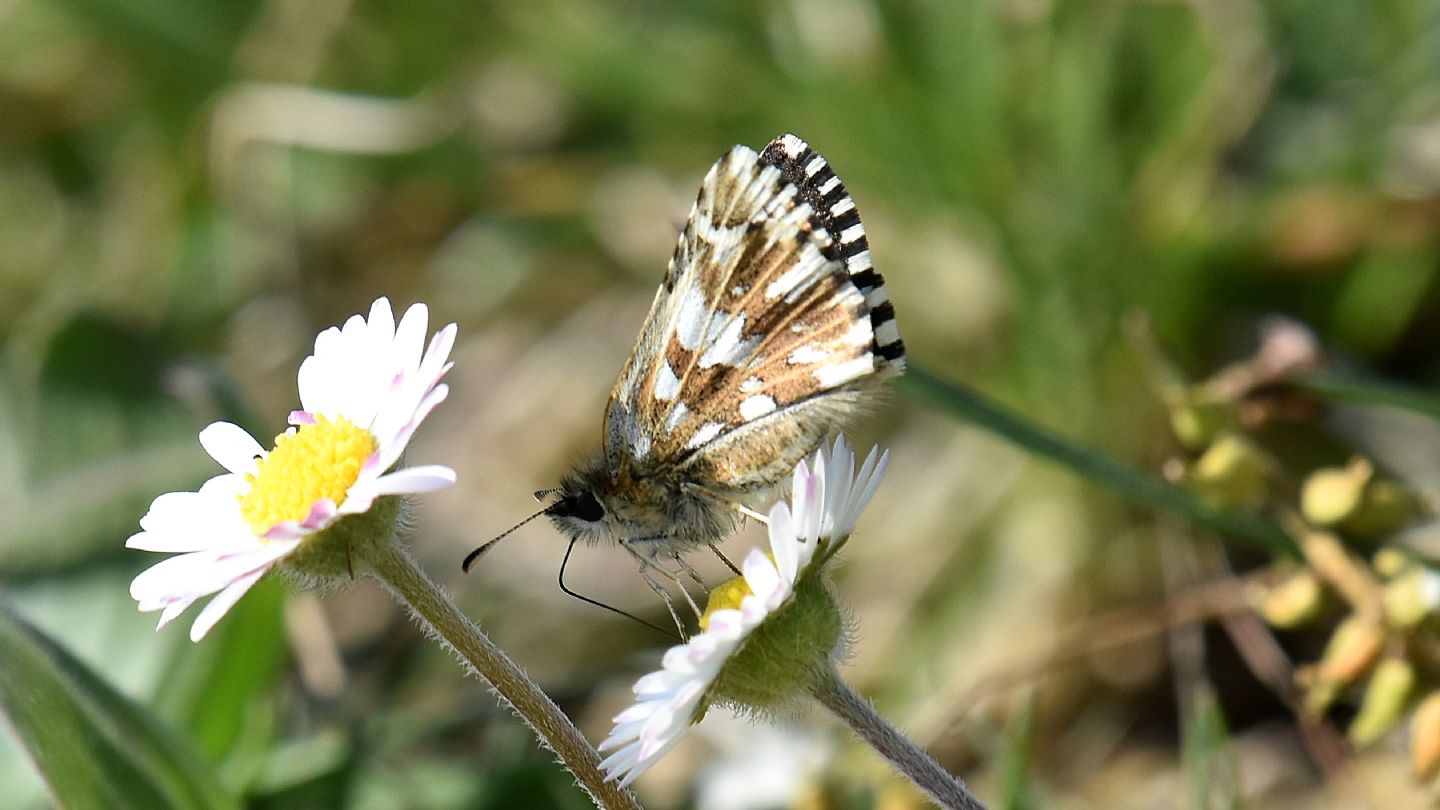 ancora Pyrgus alveus ? No, Pyrgus malvoides