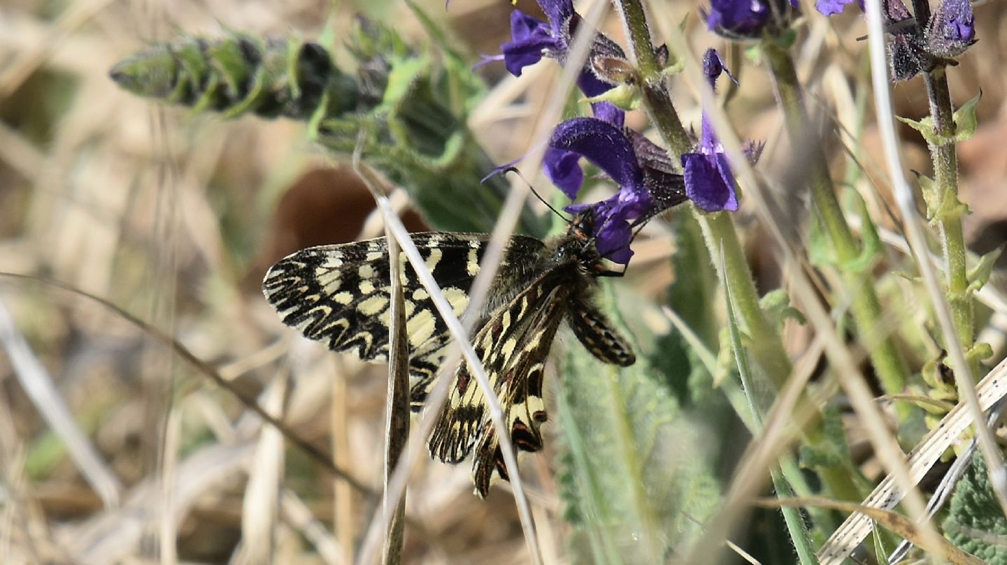 Quale? Zerynthia cassandra - Papilionidae