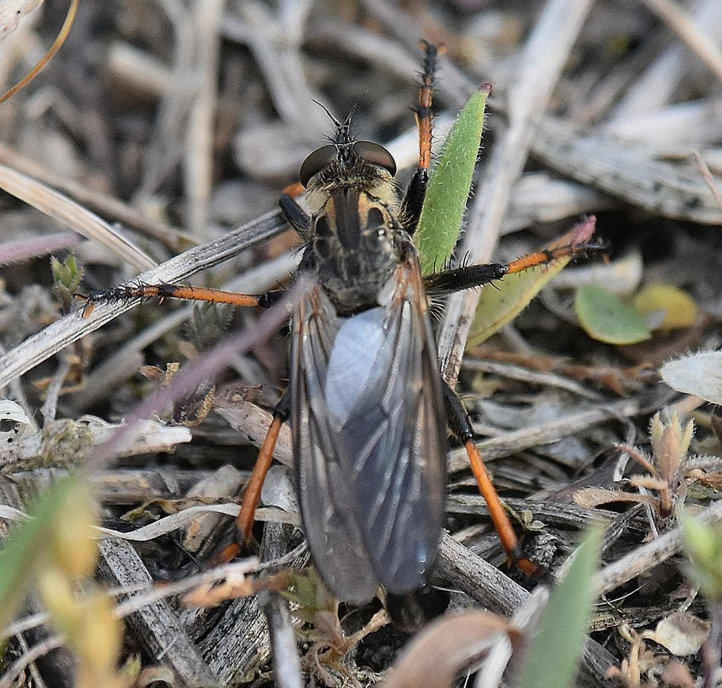 Asilidae da id: maschio gruppo Machimus/Tolmerus