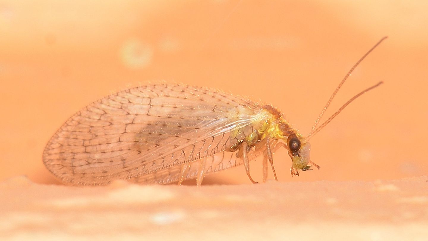 Hemerobiidae ?  S, Hemerobius micans