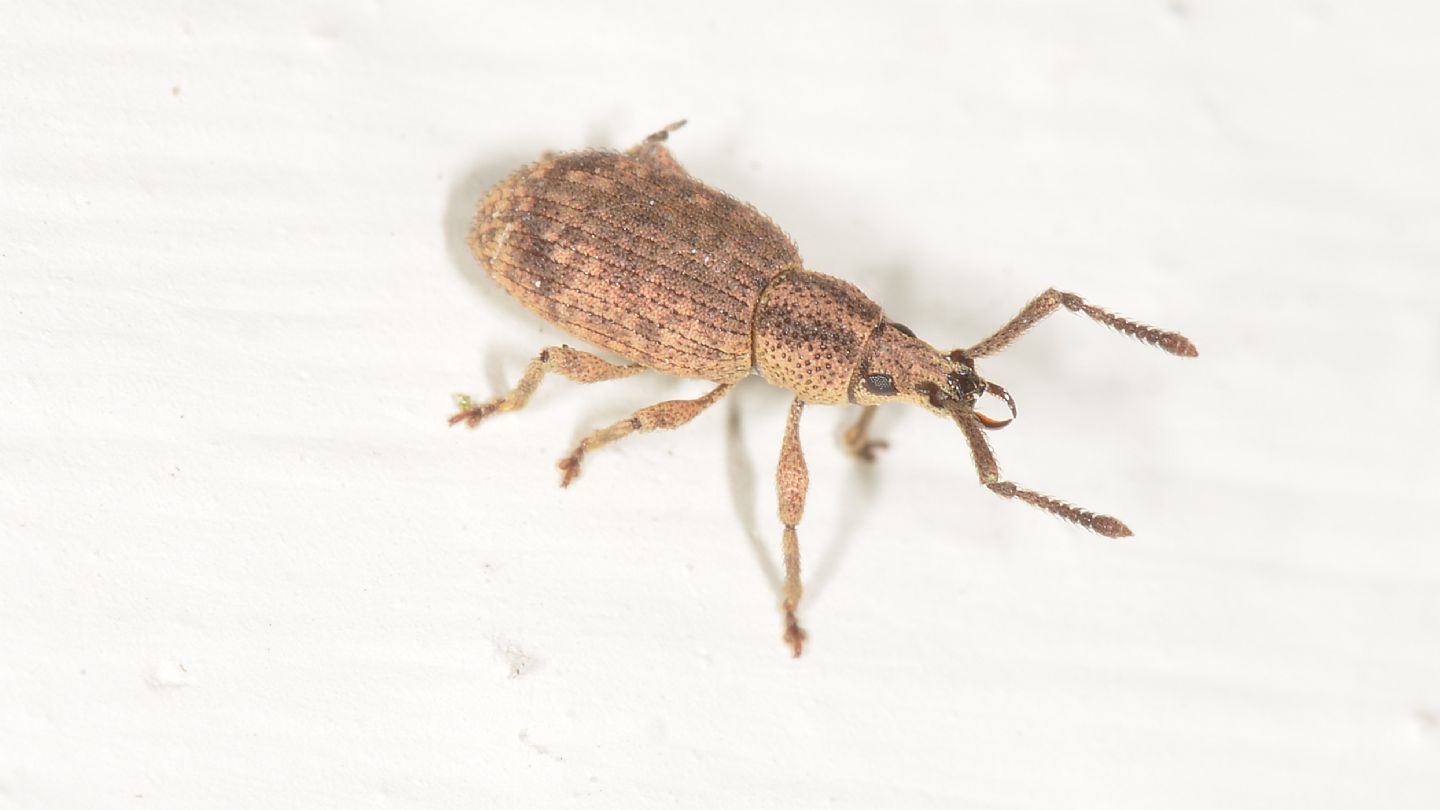 Curculionidae...con ''ruptor ovi'':  Simo hirticornis