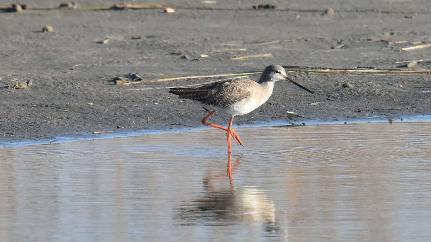 Totano moro (Tringa erythropus)