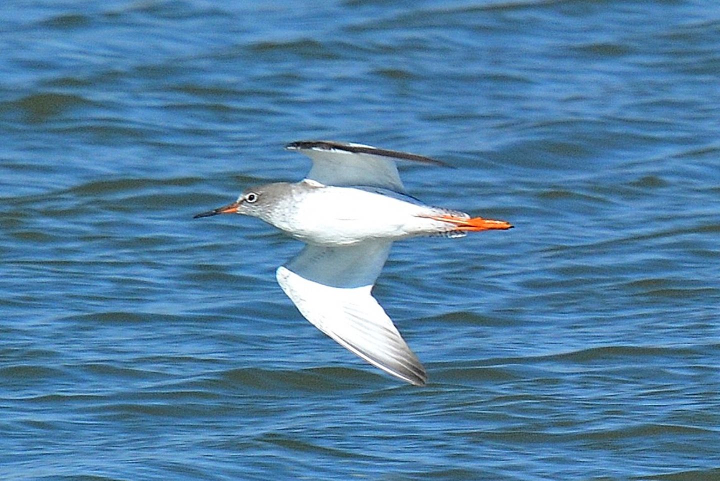 Pettegola (Tringa totanus) in volo
