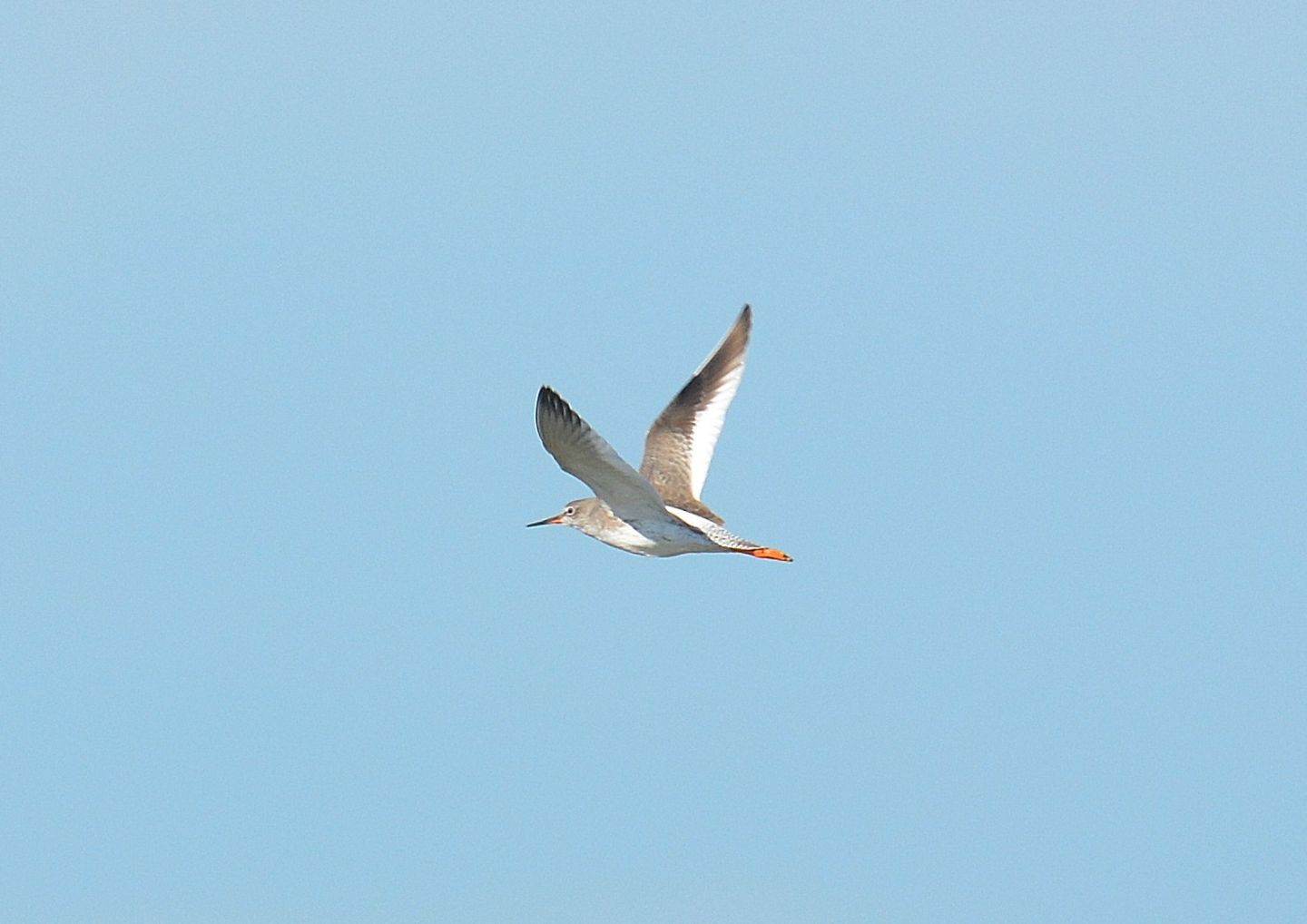 Pettegola (Tringa totanus) in volo
