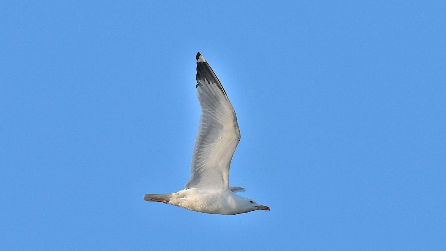 Gabbiano ? Gabbiano reale (Larus michahellis)