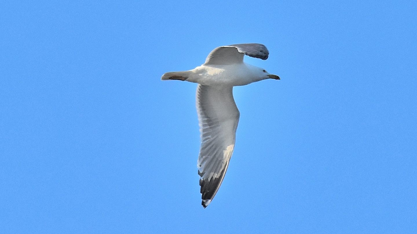 Gabbiano ? Gabbiano reale (Larus michahellis)