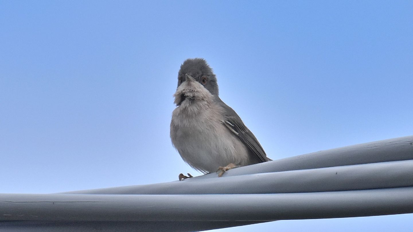 Sylvia cantillans (Sterpazzolina comune) o subalpina (Sterpazzolina di moltoni)