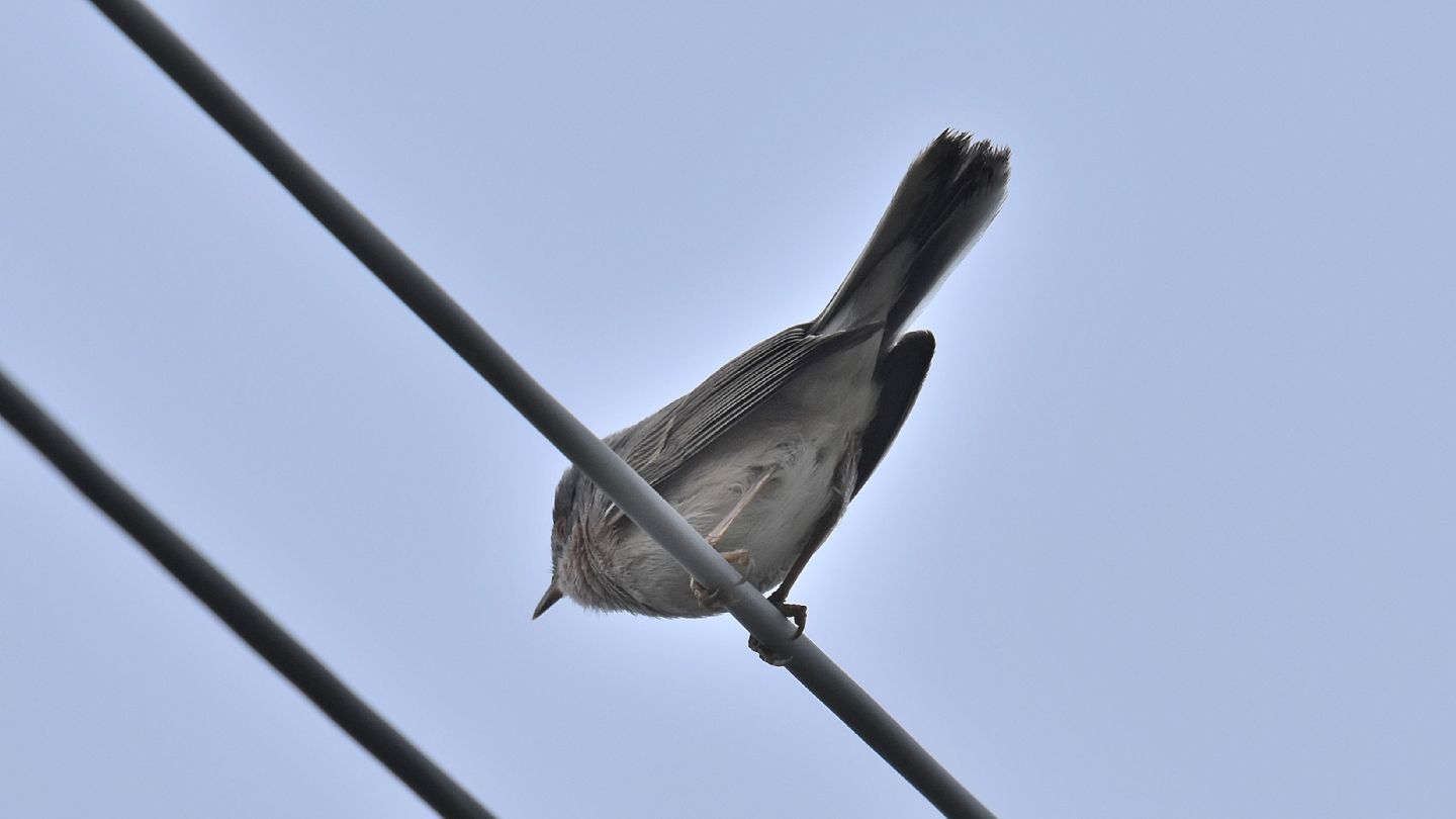 Sylvia cantillans (Sterpazzolina comune) o subalpina (Sterpazzolina di moltoni)