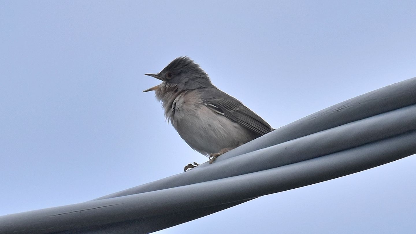 Sylvia cantillans (Sterpazzolina comune) o subalpina (Sterpazzolina di moltoni)