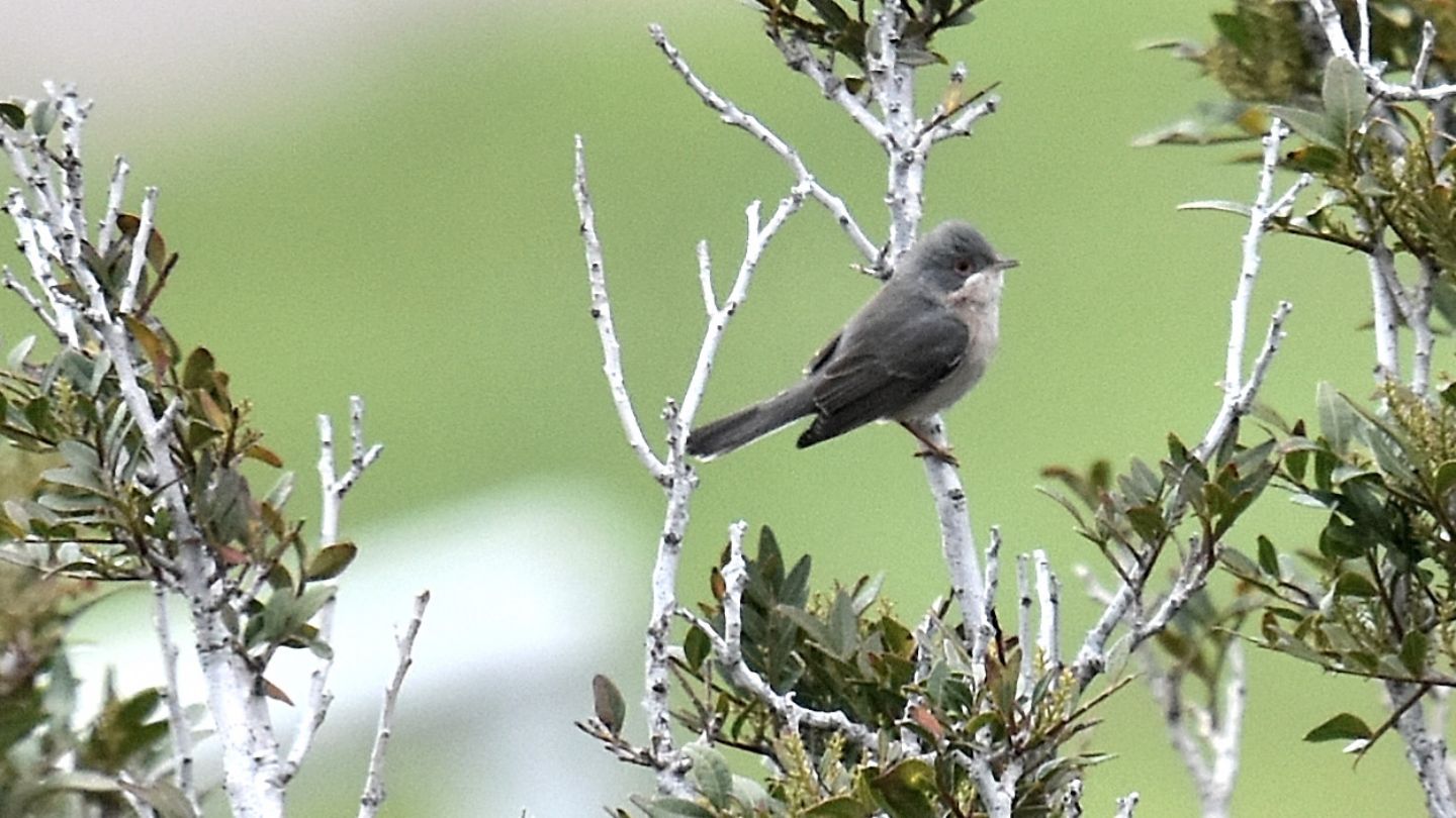 altro Sylviidae: Sterpazzolina (Sylvia cantillans)