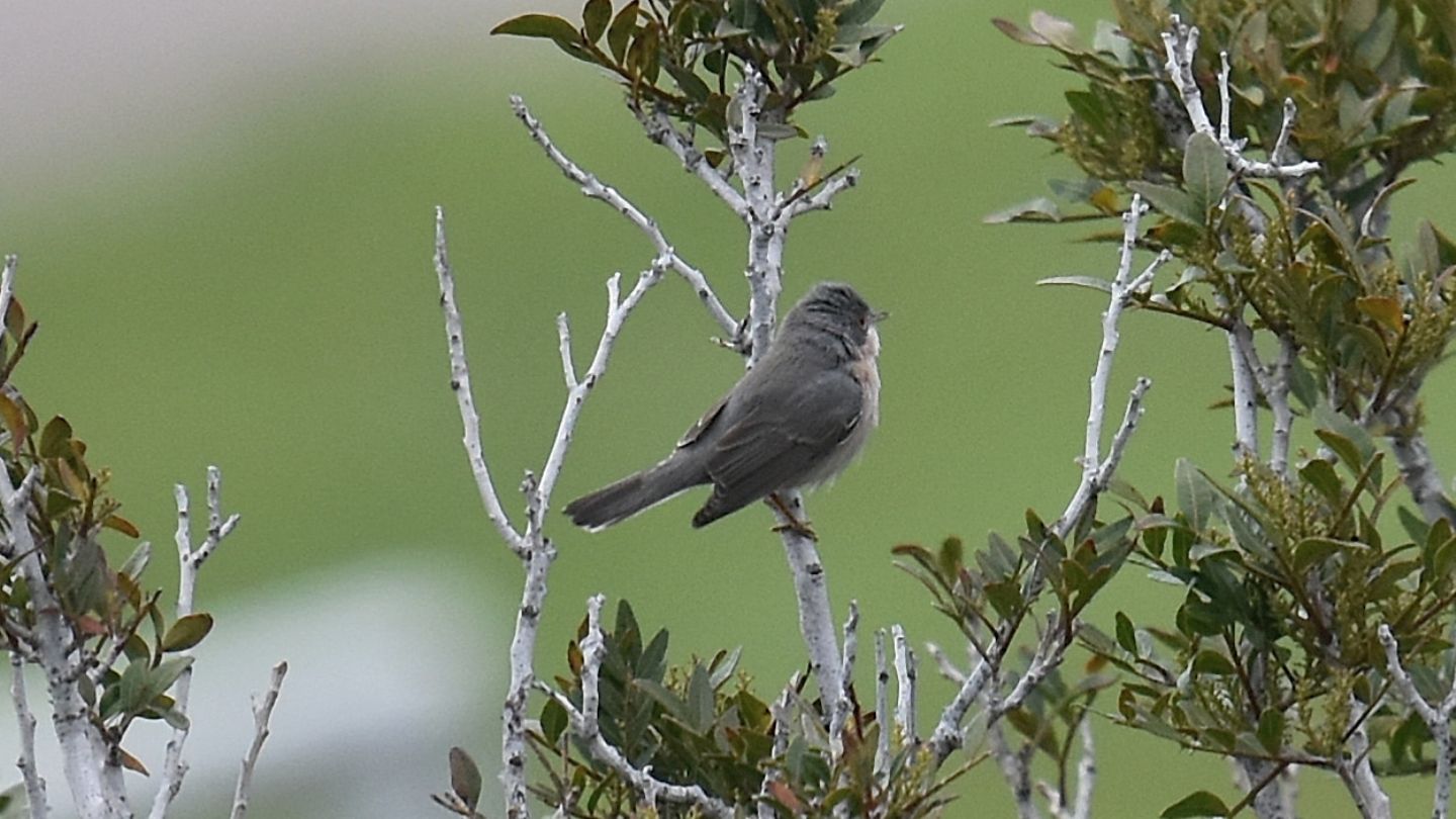 altro Sylviidae: Sterpazzolina (Sylvia cantillans)