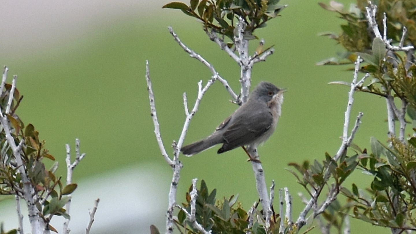 altro Sylviidae: Sterpazzolina (Sylvia cantillans)