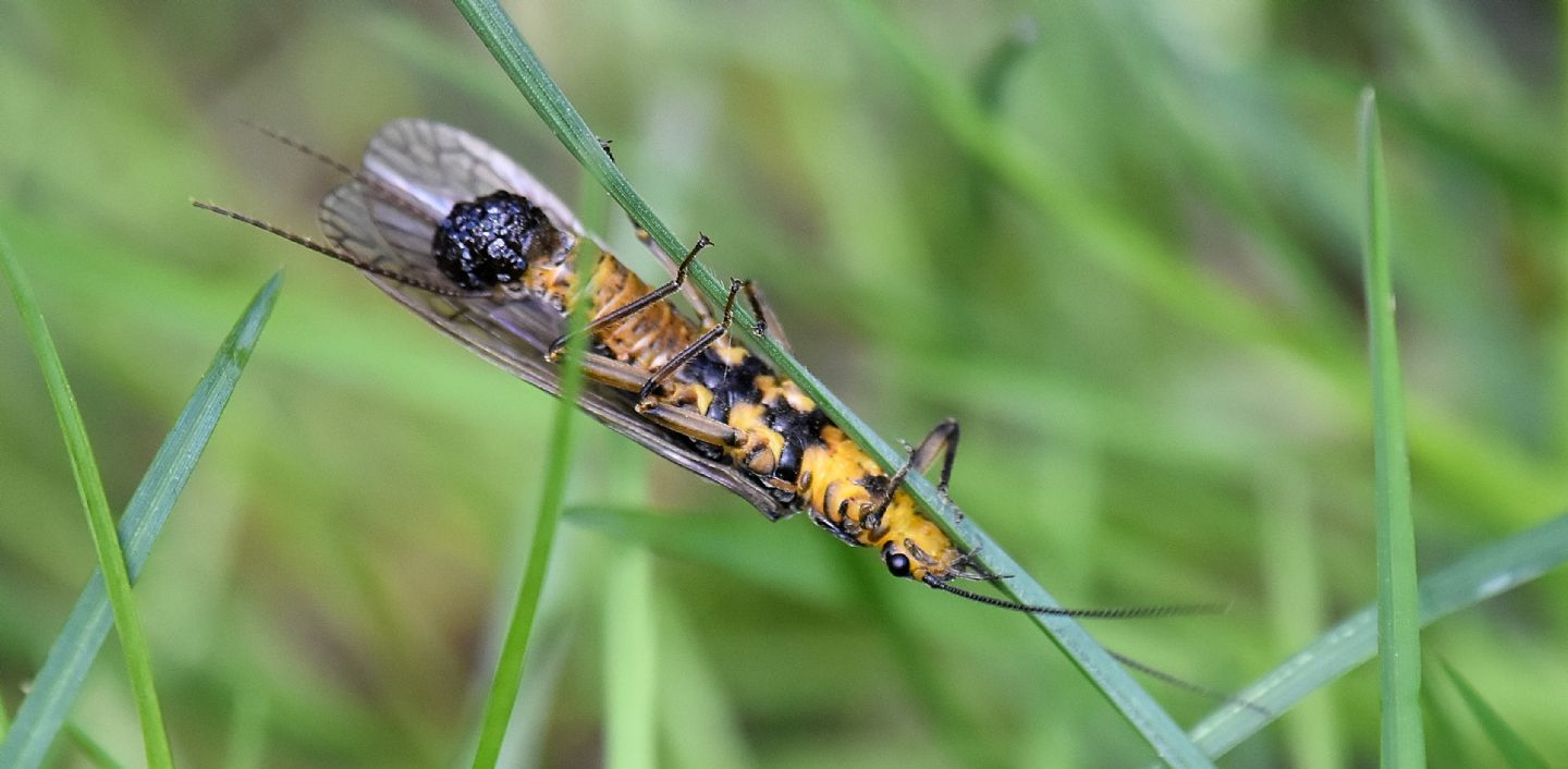 Perlidae da id - Perlodes sp.