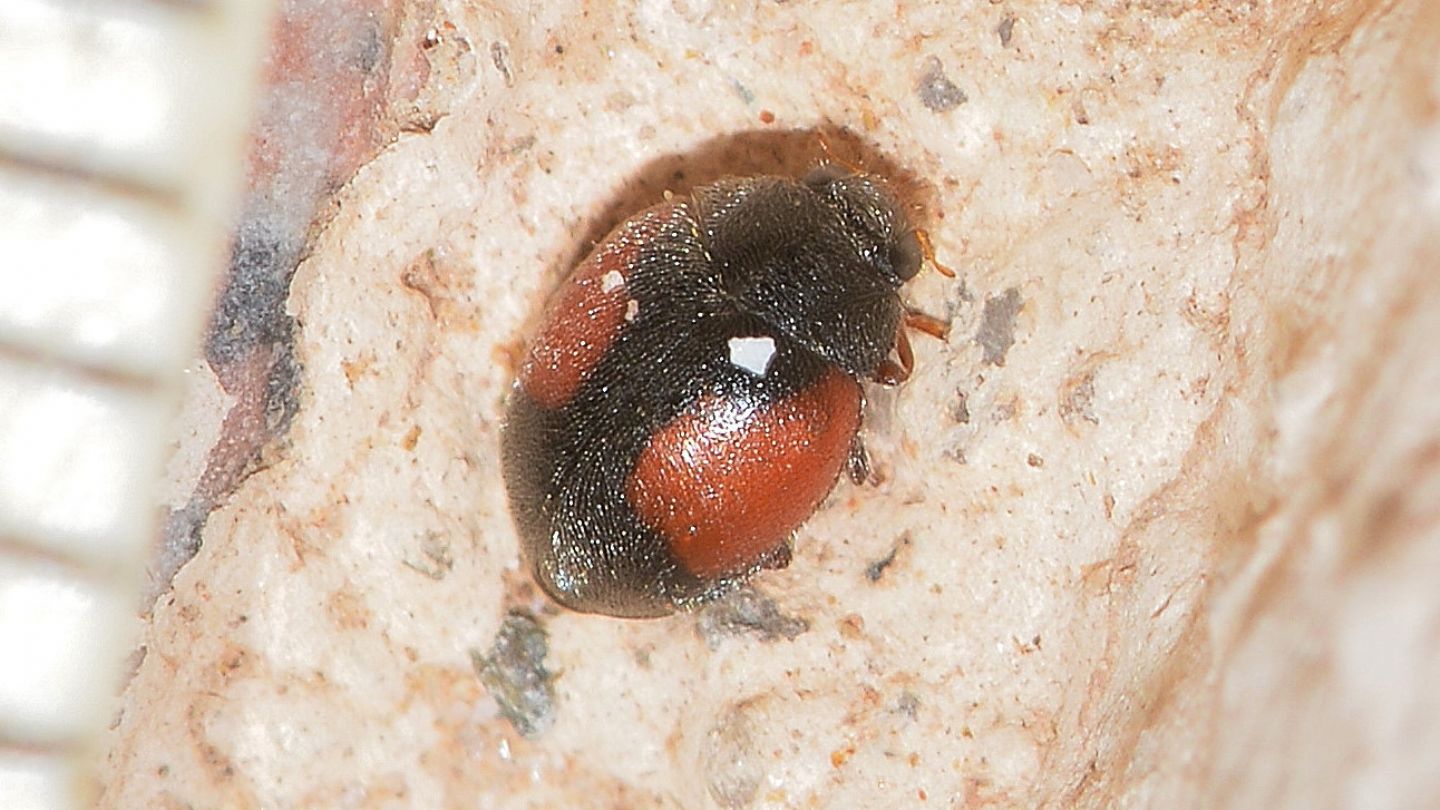 Coccinellidae: Scymnus aff. interruptus