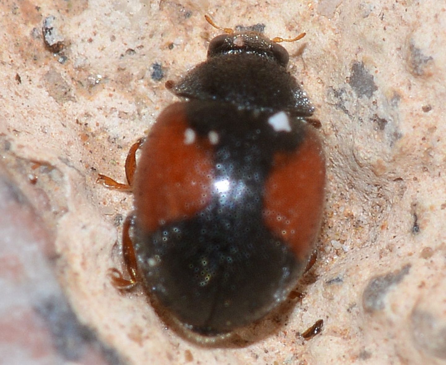 Coccinellidae: Scymnus aff. interruptus