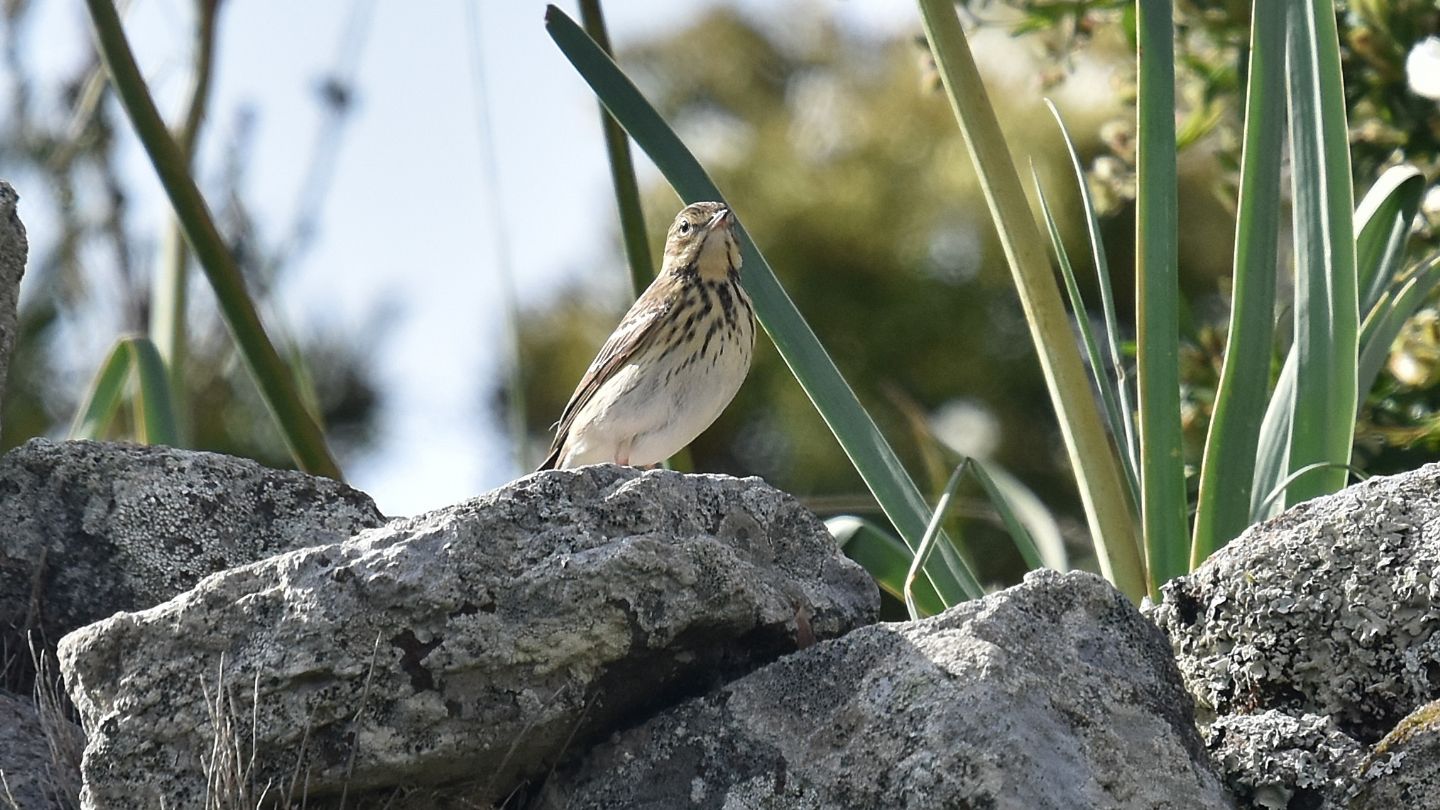 Pispola? No, Prispolone (Anthus trivialis)