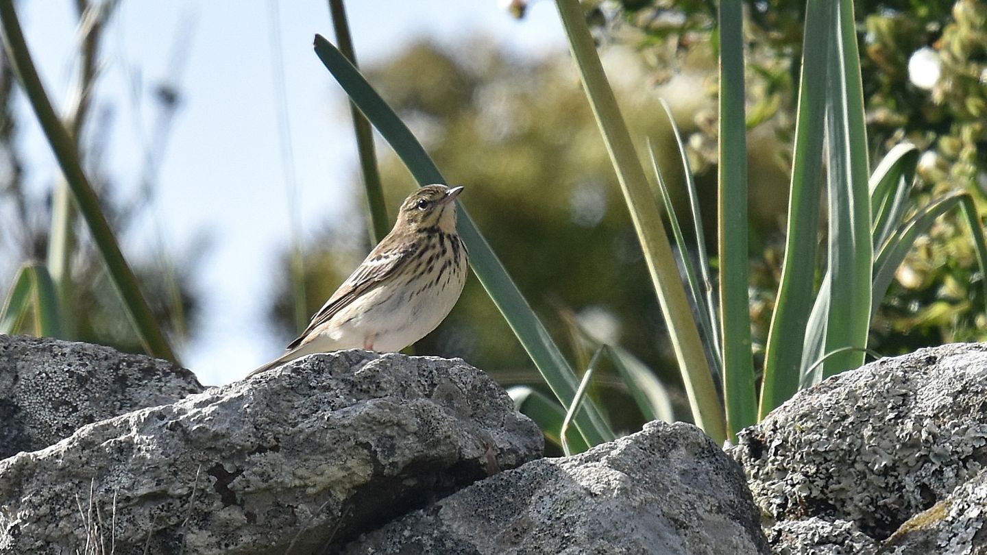 Pispola? No, Prispolone (Anthus trivialis)