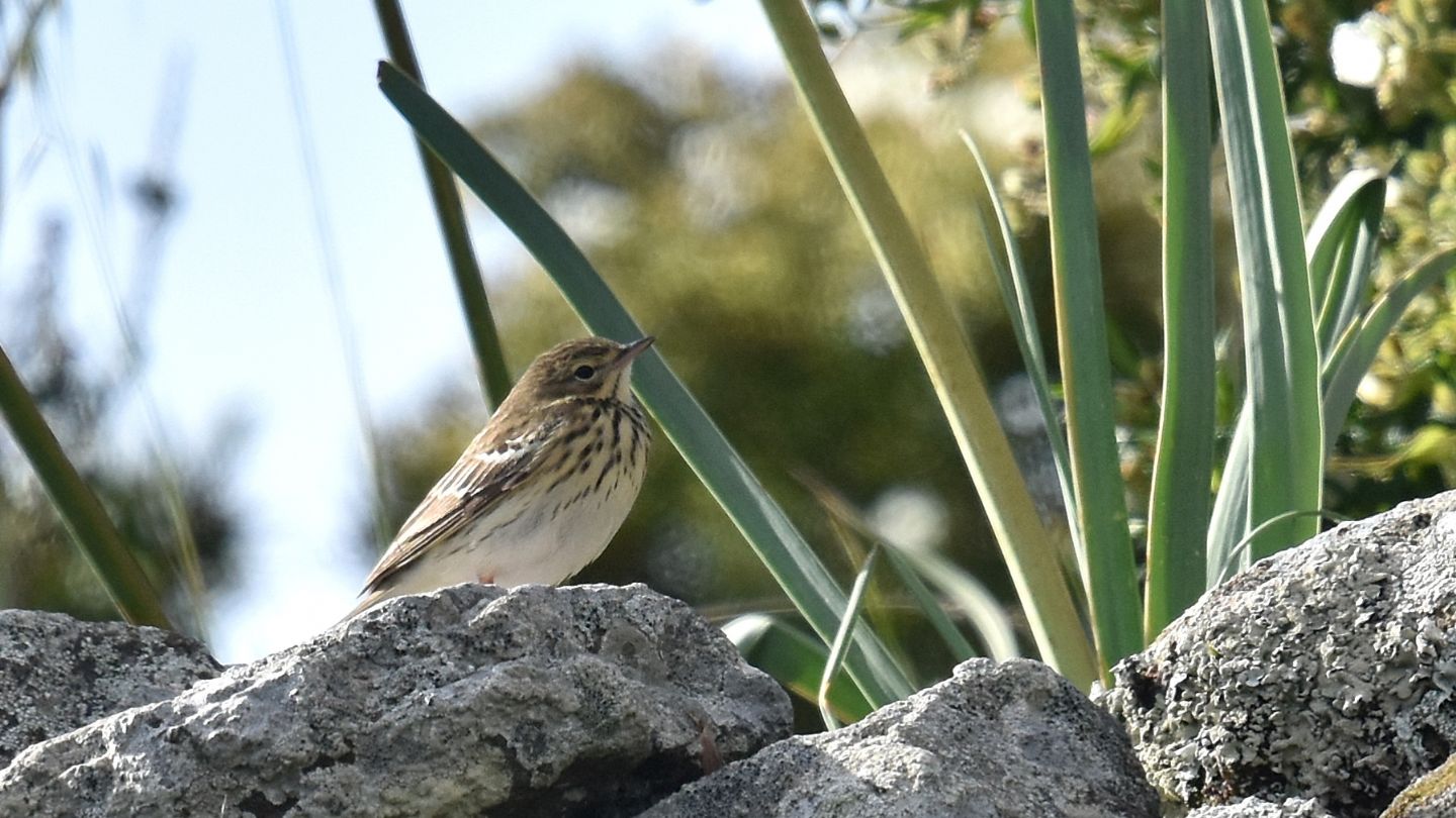 Pispola? No, Prispolone (Anthus trivialis)