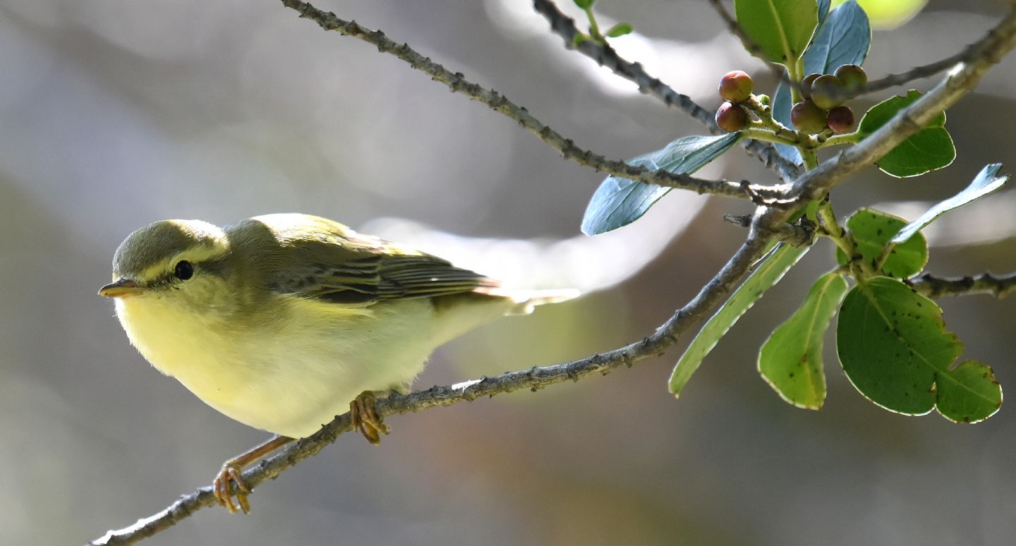 Capraia  -  Lu grosso (Phylloscopus trochilus)