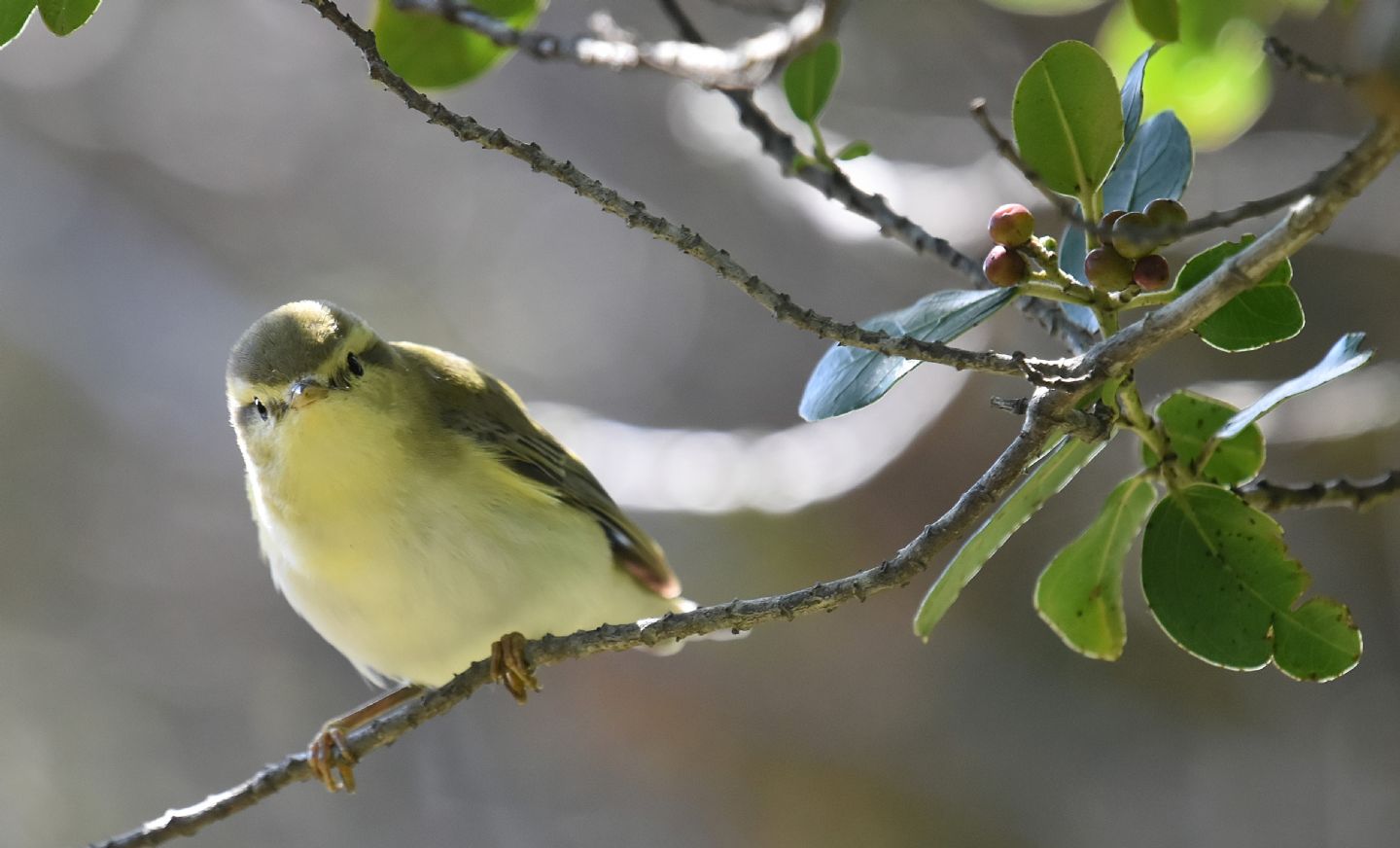 Capraia  -  Lu grosso (Phylloscopus trochilus)
