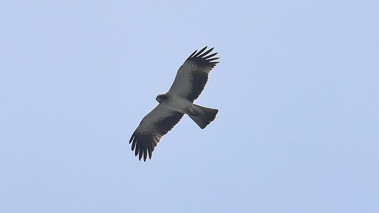 Aquila minore (Hieraaetus pennatus) in volo
