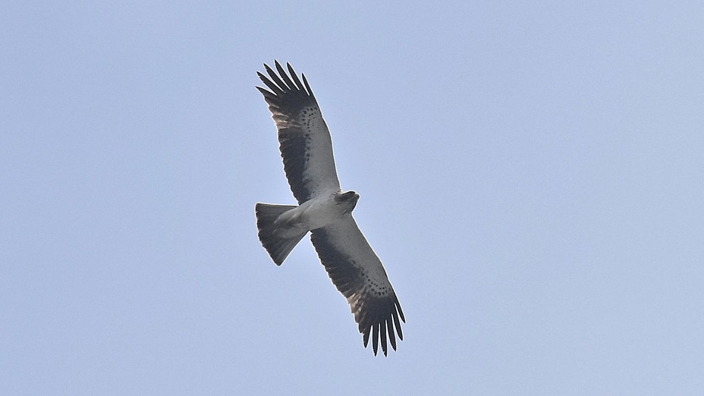 Aquila minore (Hieraaetus pennatus) in volo