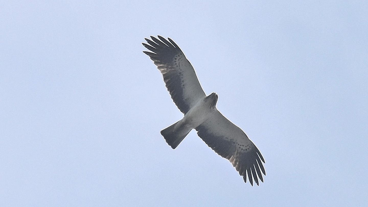 Aquila minore (Hieraaetus pennatus) in volo