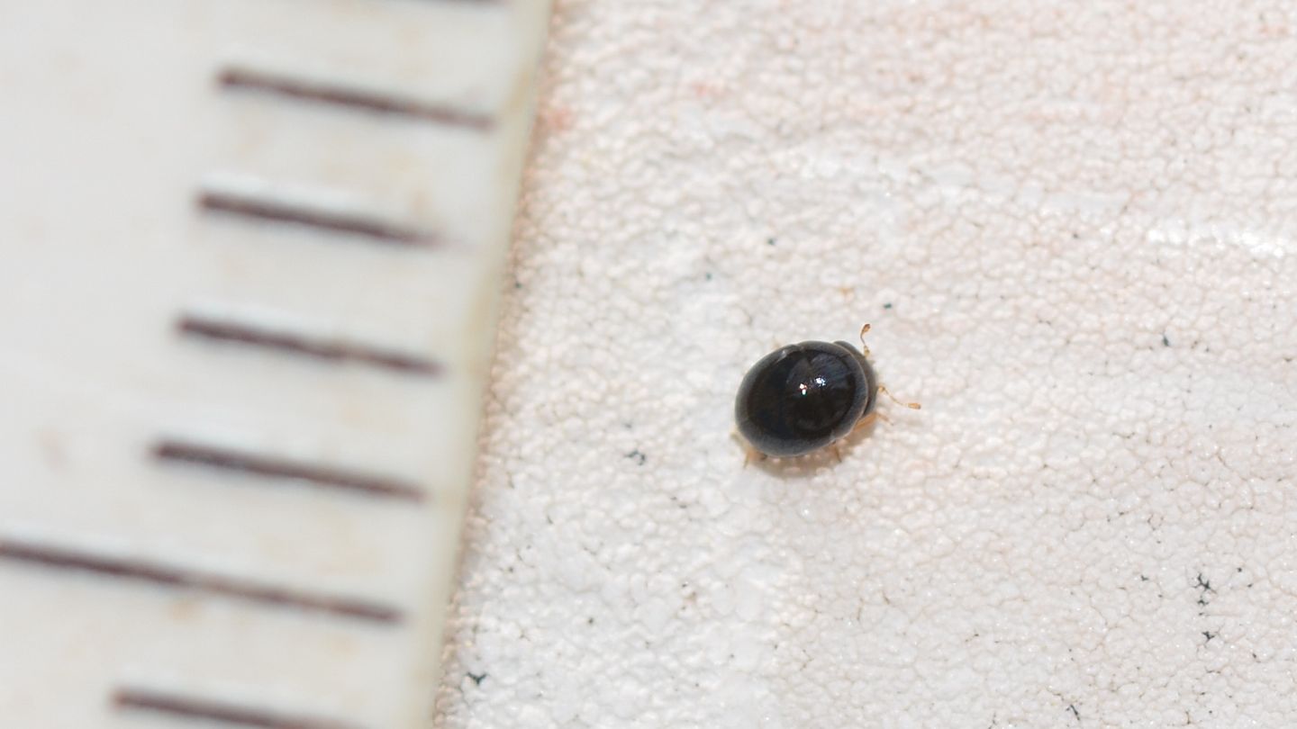 Clambidae ?  No, Cybocephalidae: Cybocephalus sp.