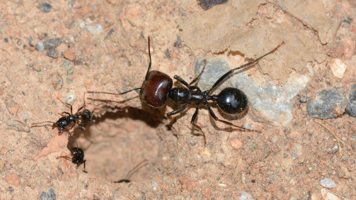 Formicidae: Messor barbarus