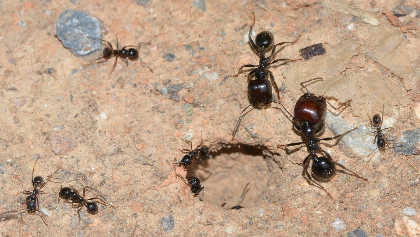 Formicidae: Messor barbarus