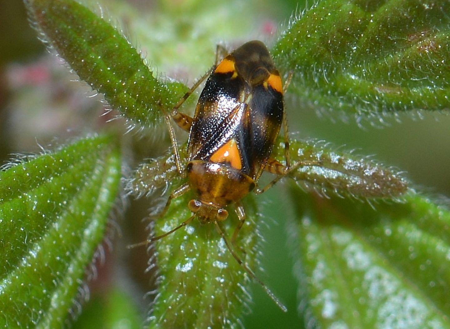 Miridae: Liocoris tripustulatus