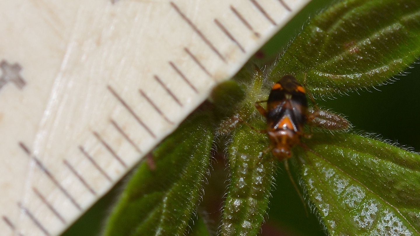 Miridae: Liocoris tripustulatus