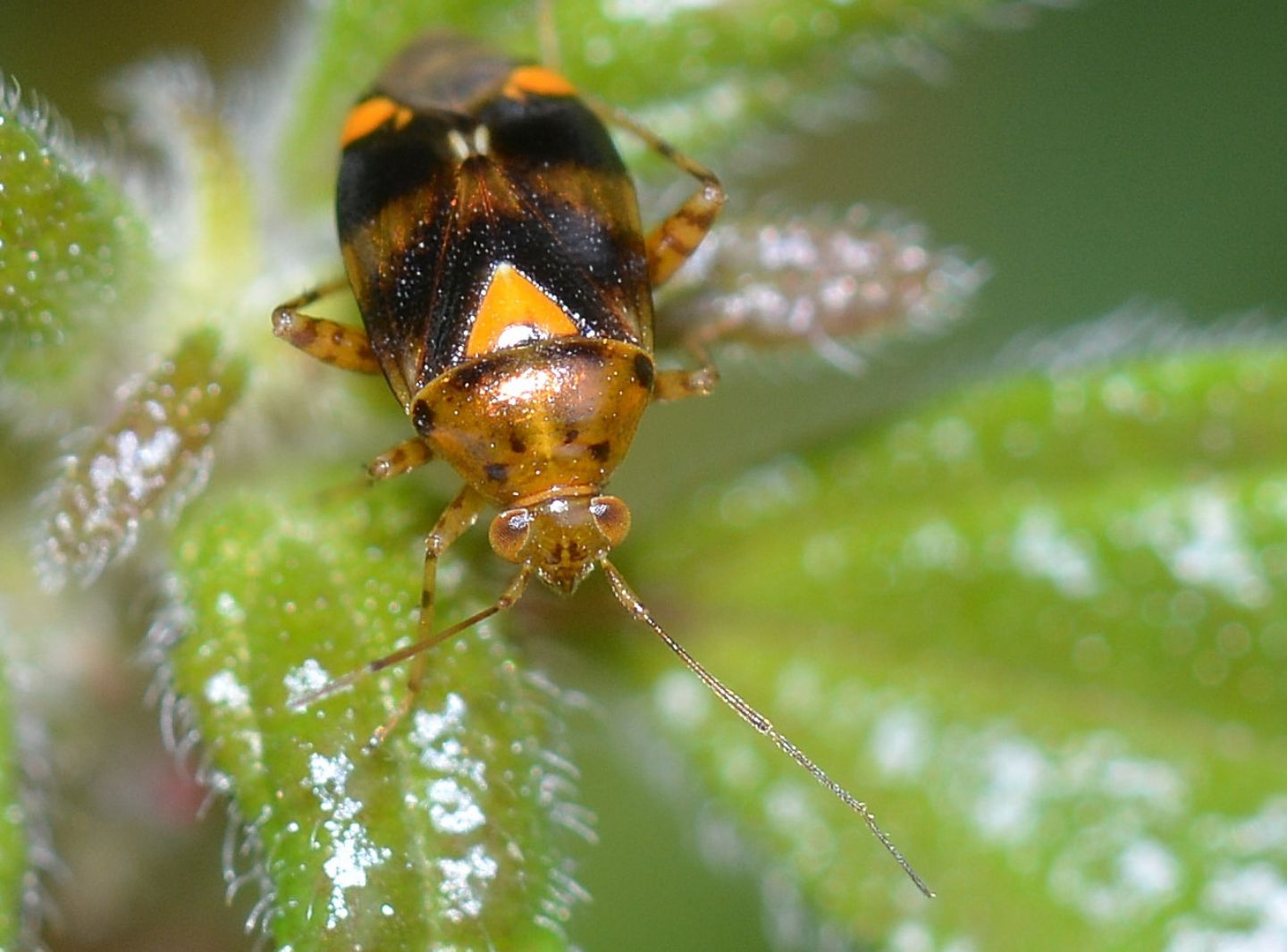 Miridae: Liocoris tripustulatus