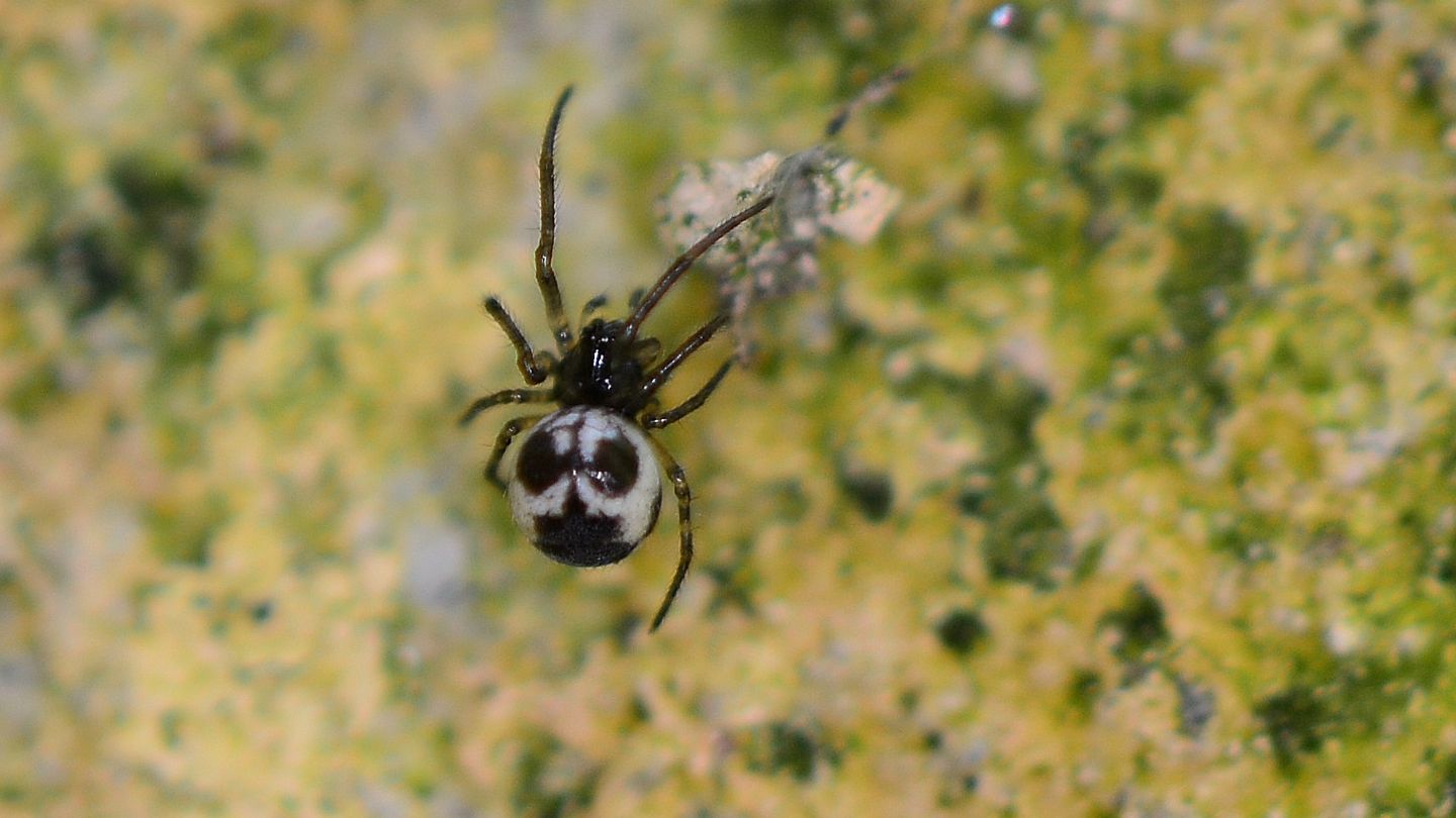 giovane Tetragnathidae  Metainae: Meta sp. o Metellina sp. - Bannio Anzino (VCO)