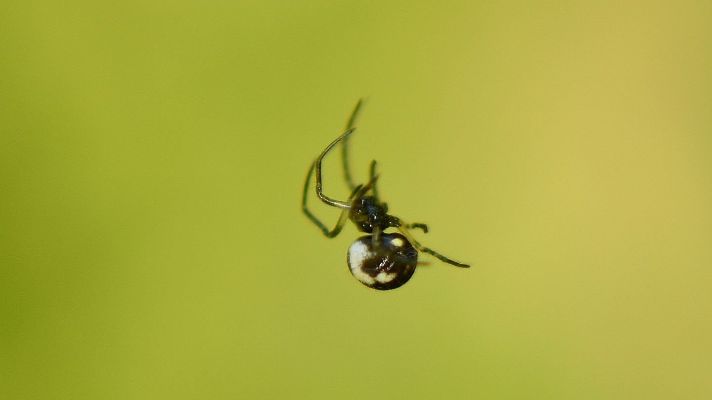 giovane Tetragnathidae  Metainae: Meta sp. o Metellina sp. - Bannio Anzino (VCO)