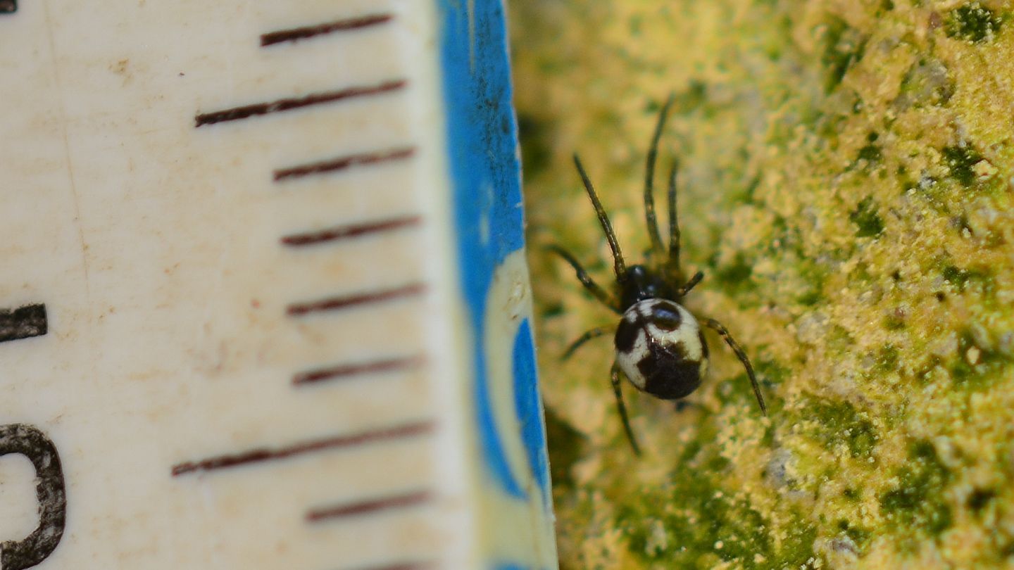 giovane Tetragnathidae  Metainae: Meta sp. o Metellina sp. - Bannio Anzino (VCO)