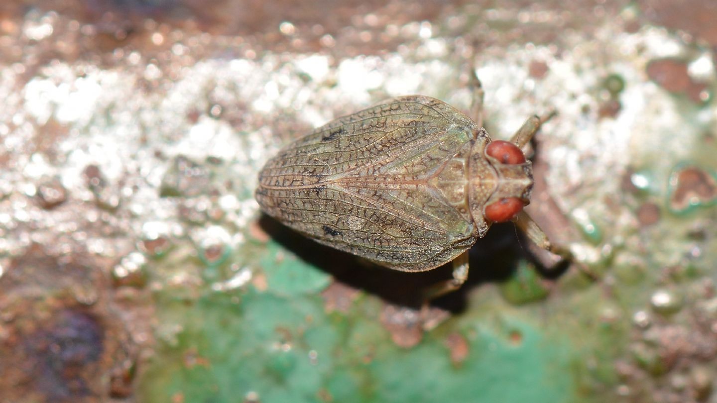 Issidae con occhi rossi: Issus coleoptratus