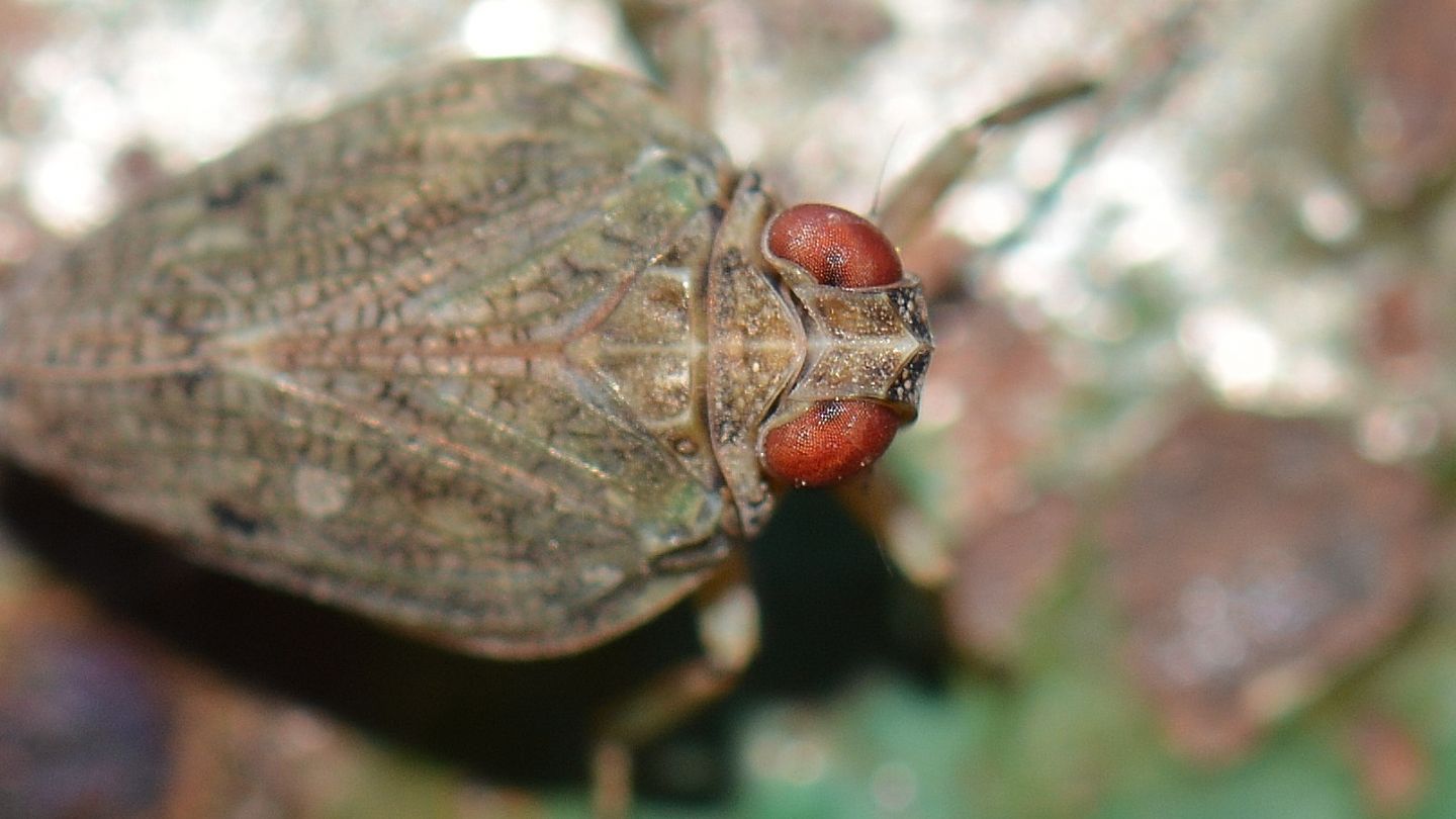 Issidae con occhi rossi: Issus coleoptratus