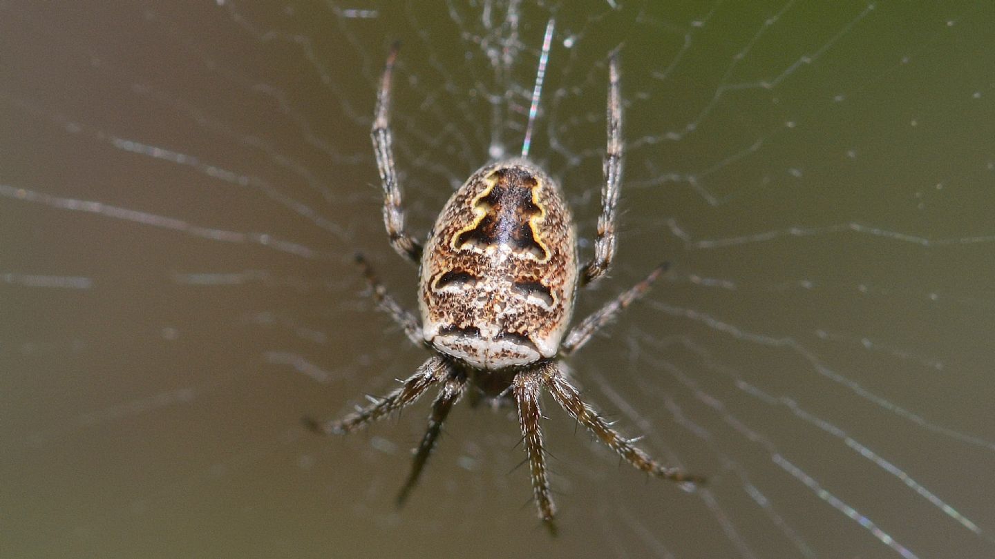 Araneidae ?  S, Zilla diodia - Rapallo (GE)